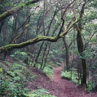 Foto de La Gomera