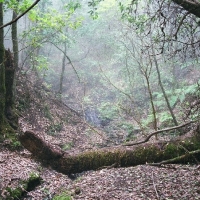 Foto de La Gomera