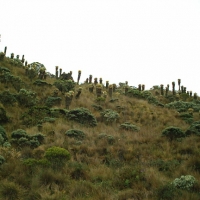 Foto de Caldas