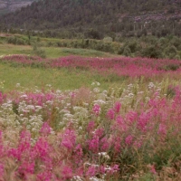 Foto de Fiordo de Alta
