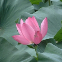 Foto de China