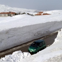 Foto de Cedars