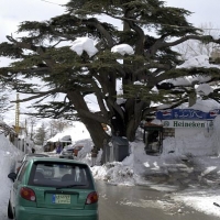 Foto de Cedars