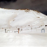 Foto de Cedars