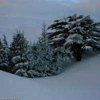 Foto de Cedars