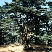 Foto de Cedars