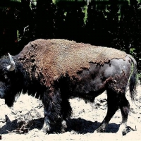 Foto de Parque Nacional de Yellowstone