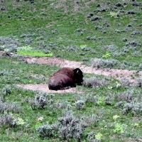 Foto de Yellowstone