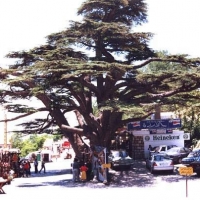 Foto de Cedars