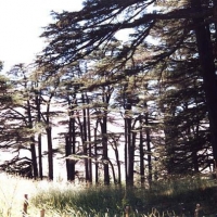 Foto de Forest