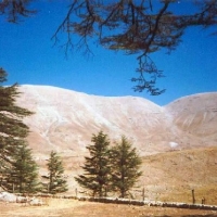 Foto de Cedars