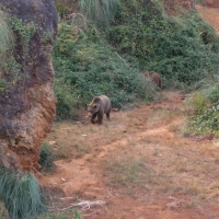 Foto de Cabarceno