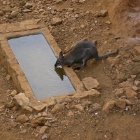 Foto de Cabarceno