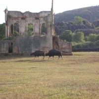 Foto de Cabarceno
