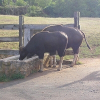 Foto de Cabarceno