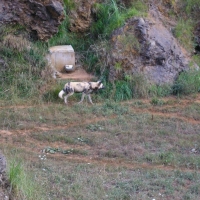 Foto de Cabarceno