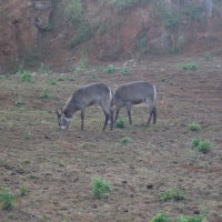 Foto de Cabarceno