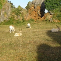 Foto de Cabarceno