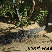 Foto de Jerez  de la Frontera
