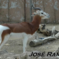 Foto de Jerez  de la Frontera