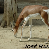 Foto de Jerez de la Frontera
