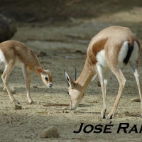 Foto de Jerez de la Frontera