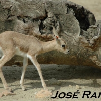 Foto de Jerez de la Frontera