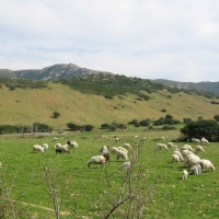 Foto de Cagliari