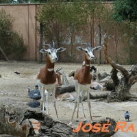 Foto de Jerez de la Frontera