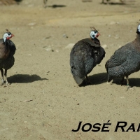 Foto de Jerez de la Frontera