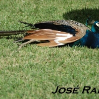 Foto de Jerez  de la Frontera