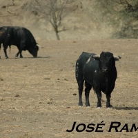 Foto de Jerez  de la Frontera