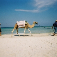 Foto de Monastir-Skanes