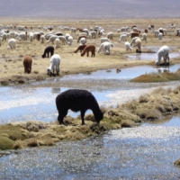 Foto de Arequipa