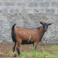 Foto de Malabo