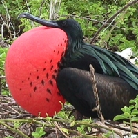 Foto de Isla Seymour Norte en Galapagos