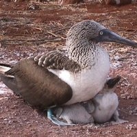Foto de Isla Española en Galapagos