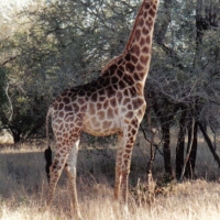 Foto de Parque Kruguer