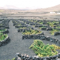 Foto de Lanzarote