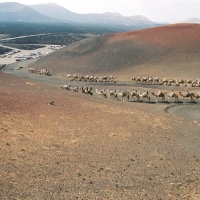 Foto de Lanzarote