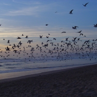 Foto de Costa da Caparica