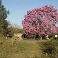 Foto de Tarija - Bolivia