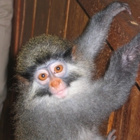 Foto de Malabo