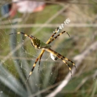 Foto de Amazonia