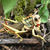Foto de Amazonia