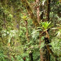 Foto de Amazonia