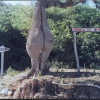 Foto de Yacuiba Gran Chaco Tarija