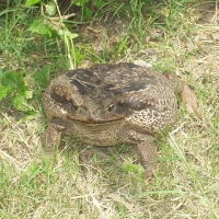 Foto de Yacuiba Gran Chaco Tarija