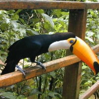 Foto de Foz do Iguaçu