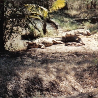 Foto de Swazilandia